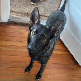 Kia - Sable German Shepherd puppy in Encampment, Wyoming from Buckelwürmer German Shepherds