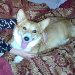 Jinn - Pembroke Welsh Corgi