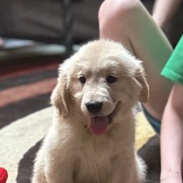 Golden Retriever and Labrador Retriever Puppies from Storm Chasers Retrievers