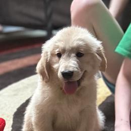 Golden Retriever and Labrador Retriever Puppies from Storm Chasers Retrievers