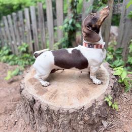Baroness - Dachshund