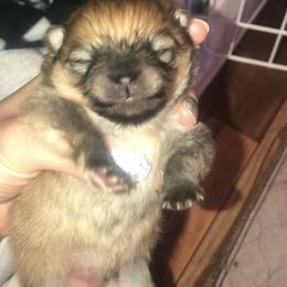 Pomeranian Puppies from Pardi Poms