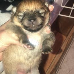 Pomeranian Puppies from Pardi Poms