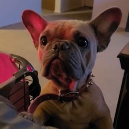 Jolie - French Bulldog