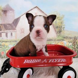 Boston Terrier Puppies from Our Gang Bostons