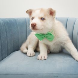 Golden Retriever, Miniature American Shepherd, and Siberian Husky Puppies from HuskiesAndGoldensWithFinesse