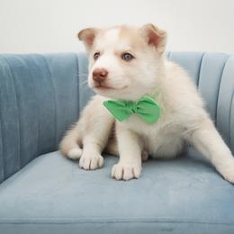 Golden Retriever, Miniature American Shepherd, and Siberian Husky Puppies from HuskiesAndGoldensWithFinesse