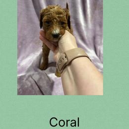 Coral - Red female Irish Doodle puppy in Harrisburg, Arkansas from Ransone’s Ridge Runners Poodles and Doodles