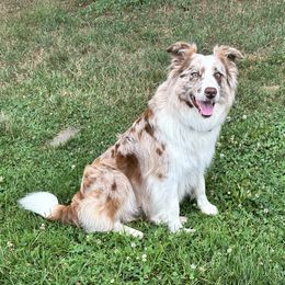 Ruby - Border Collie