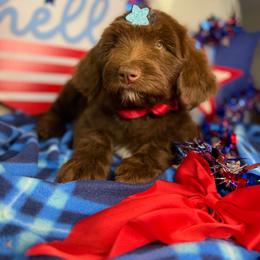 Girl - Brown and white female Aussiedoodle puppy in Lookout, California from Remington Kennels, LLC
