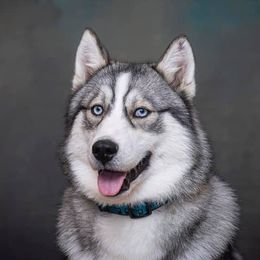 Rip - Siberian Husky