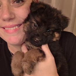 Bellini Luna Rosa Elite Von Haus (Lavender Collar) - Black and red female German Shepherd puppy in Grants Pass, Oregon from Elite Von Haus German Shepherds
