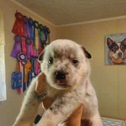 Plain face - Blue mottled female Australian Cattle Dog puppy in Lenoir, North Carolina from Blue Coyote Ranch