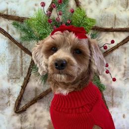 Pixie - Goldendoodle
