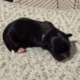 George - Black and white male Shih Tzu puppy in Lexington, North Carolina from SCS Shih Tzus