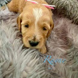 Rayne - Red  female Goldendoodle puppy in Boise, Idaho from Goldendoodle Baby