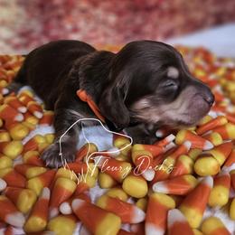 Oogie - Chocolate and cream male Dachshund puppy in Martin City, Montana from FleuryDachs