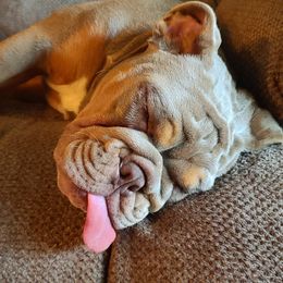 Bulldog Puppies from Pappy's Bullies