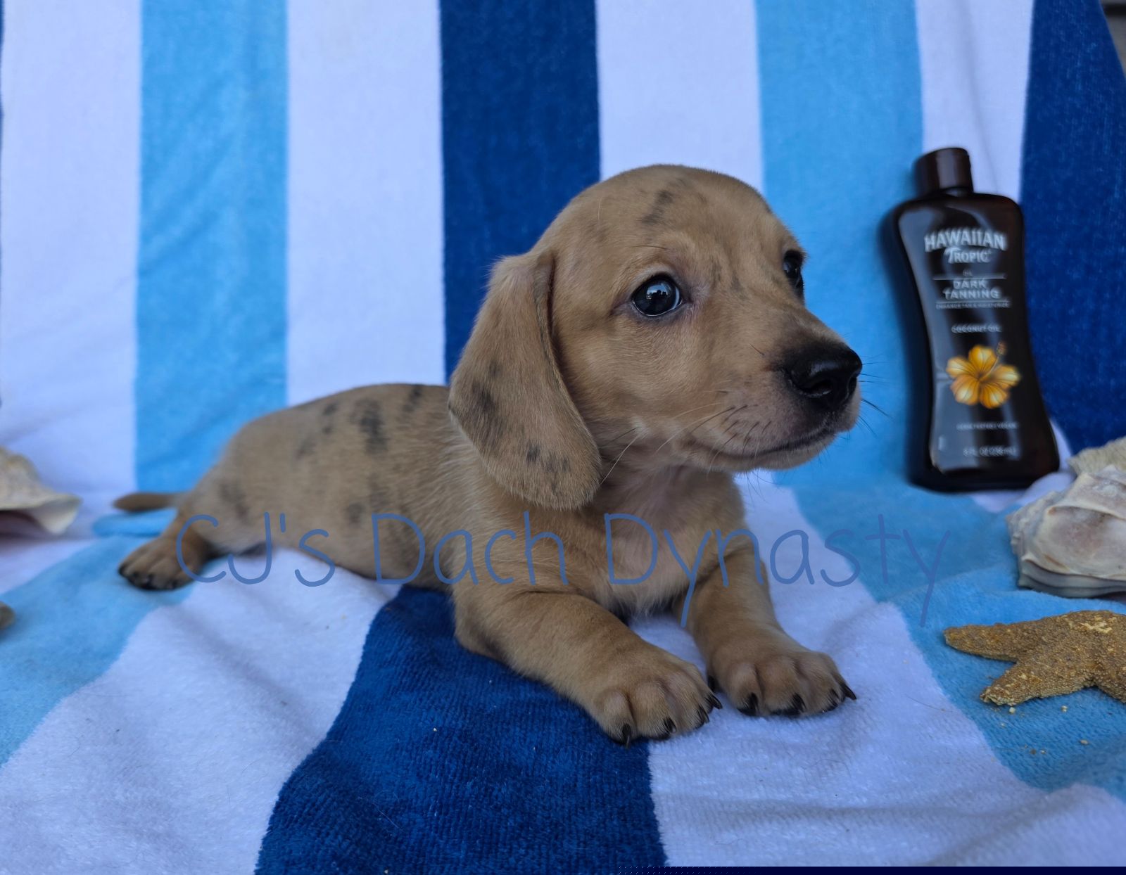 CHIP 3250 - Cream male Dachshund puppy in Gatesville, Texas from CJ's Dach Dynasty