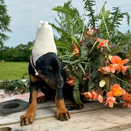 Jewel - Black and rust female Doberman Pinscher puppy in Aplington, Iowa from Royal Dynasty Dobermann Kennel