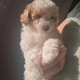 Beau - Cream male Poodle puppy in Sonora, Kentucky from Little Land of Puppies