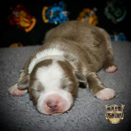 Gnocchi - Dilute red female Australian Shepherd puppy in El Dorado Springs, Missouri from HP Aussie Kennels