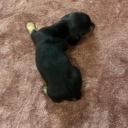 Black and tan boy - Black and tan male Dachshund puppy in Saint Jo, Texas from Reeves Dashing-Hounds