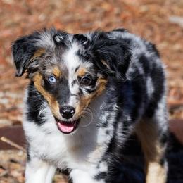 Miniature American Shepherds from RayneMaker Miniature American Shepherds