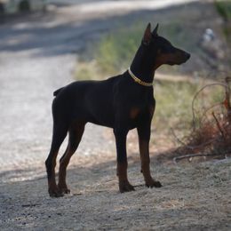 Doberman Pinscher Puppies from Obsidian Kennels