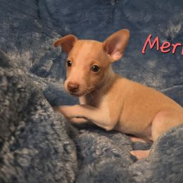 Merida - White and apricot female Rat Terrier puppy in Brookfield, Missouri from Country Rat Terriers