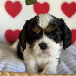 Princess Leia - Tri-color female Cavalier King Charles Spaniel puppy in Fontana, California from Magical Cavaliers