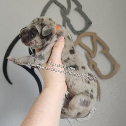 Orange Collar - Merle male Great Dane puppy in Alton, Illinois from Show Me Great Danes and Basset Hounds