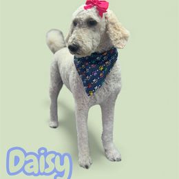 Daziy - Goldendoodle