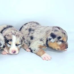 Australian Shepherd Puppies from Winsome Aussies