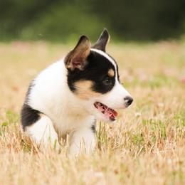 American Corgi and Pembroke Welsh Corgi Puppies from Elk Ridge Corgis