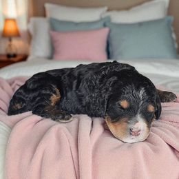 Flicker - Tri-color female Bernedoodle puppy in Glenford, Ohio from Mi-De Doodles