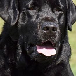Labrador Retrievers from Glacieridge Labradors