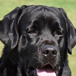 Labrador Retrievers from Glacieridge Labradors