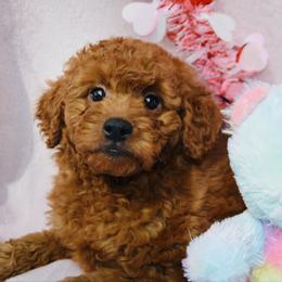 Fern - Red  female Goldendoodle puppy in Arcadia, California from Ginger Doodles