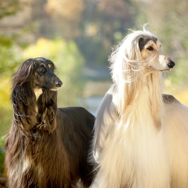 Afghan Hound