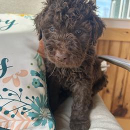 Boy ( brown) - Chocolate male Labradoodle puppy in Lowville, New York from Pleasant View Labradoodles and micro cockapoos