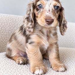 Cash - Dapple male Dachshund puppy in Tucson, Arizona from Dachshund Family Co.