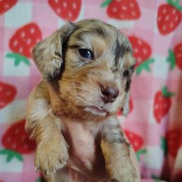Puppy 4 Darker - Dapple female Dachshund puppy in Clayton, Indiana from Love Struck Miniature Dachshunds