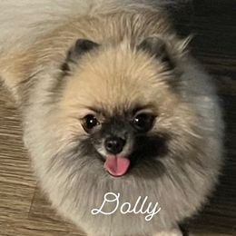 Dolly - Pomeranian