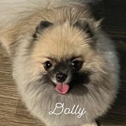 Dolly - Pomeranian