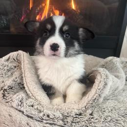 Pumbaa - Black and tan male Pembroke Welsh Corgi puppy in Washington from KB Corgis