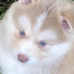 Pomsky Puppies from Pixie Pomsky