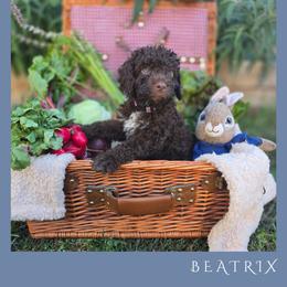Girl 1 - Brown female Lagotto Romagnolo puppy in Salida, California from Harper's Lagotti