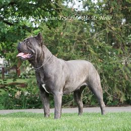 Sloan - Cane Corso