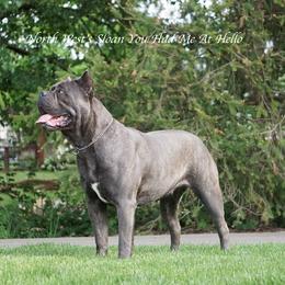 Sloan - Cane Corso